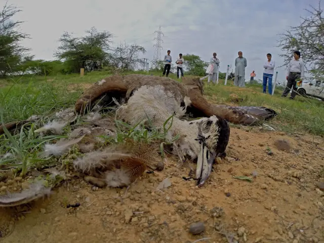 કચ્છ, વન, જંગલ, પર્યાવરણ, રાજસ્થાન, ગુજરાત, કચ્છમાં ઘોરાડના બચ્ચાનો જન્મ, ખડમોર, ઘોરાડ, બીબીસી ગુજરાતી