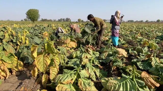 બીબીસી ગુજરાતી સુરેન્દ્રનગર ખેડૂત તમાકુ ખેતી જીરુ ધાણા વાવેતર 