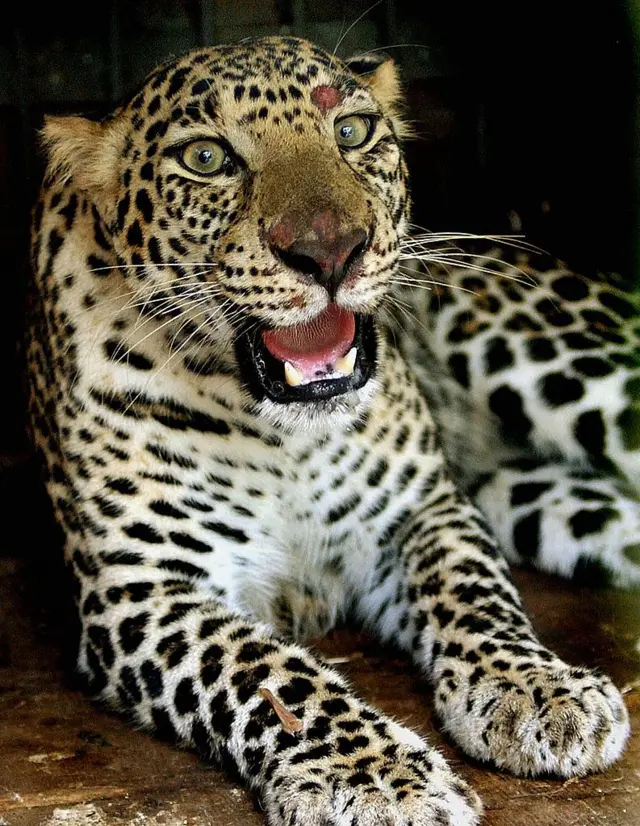 ताडोबा अंधेरी व्याघ्र प्रकल्पाचे बफर झोनचे उपसंचालक कुशाग्र पाठक सांगतात, "चंद्रपूर हा सर्वाधिक मानव-प्राणी संघर्ष असलेला जिल्हा. आम्ही अभ्यास केल्यावर दिसलं की इथं वाघांची संख्या वाढते आहे. परिणामी वाघ जंगलातून बाहेर पडत आहेत. जंगलाशेजारच्या शेतातून जात असताना लोक समोर दिसले तर वाघ दचकतात आणि माणसांवर हल्ला करतात."