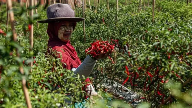 Petani cabai.
