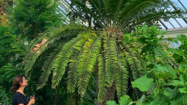 ఆర్టిఫిషియల్ ఇంటెలిజెన్స్, డ్రోన్ కెమెరాలు