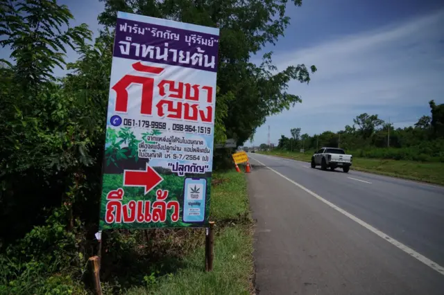 ป้ายโฆษณาจำหน่ายต้นกัญชา