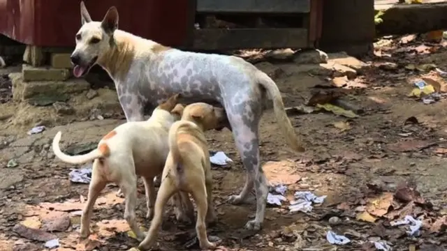 သားပေါက်တာကို မထိန်းချုပ်နိုင်တဲ့ အတွက် ပိုမိုများပြားလာ