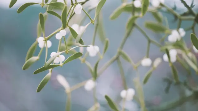 امربیل کا بھی مذہب سے قدیم تعلق رہا ہے