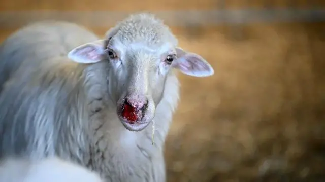 Вівця дивиться в камеру з червоною раною на роті та носі