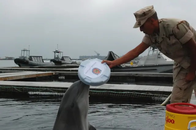 当发现目标后，海豚将触摸海军小艇上的一个板子，提醒潜水员已发现目标。