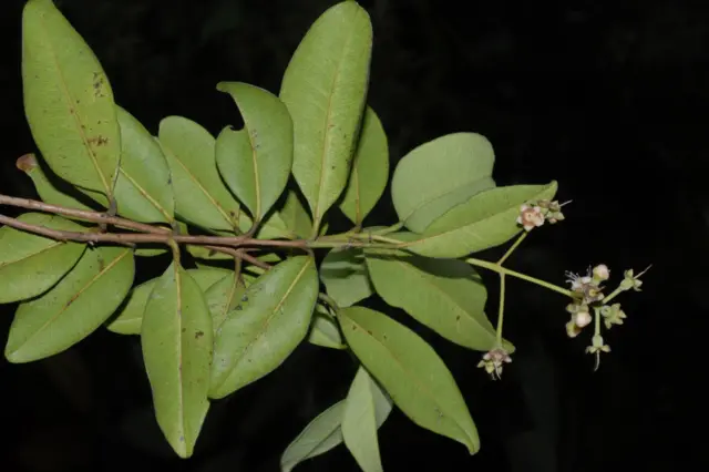 Hojas y flores de Pimenta berciliae