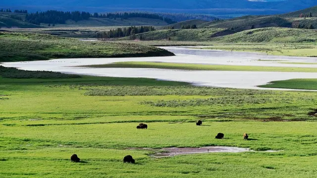 В Йеллоустонском национальном парке некоторые виды травы стали более устойчивы к высоким температурам - благодаря вирусу