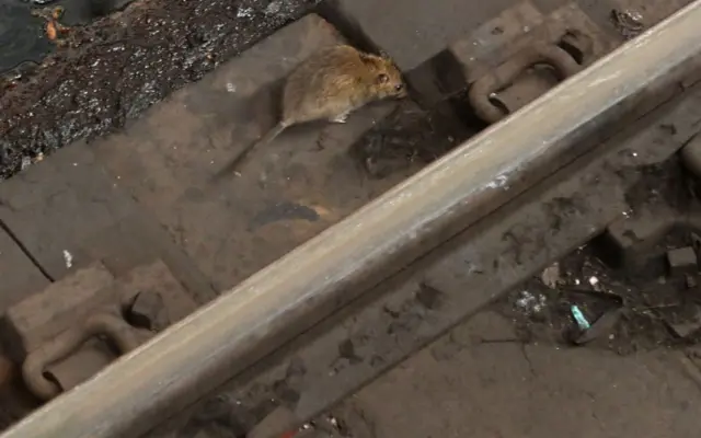 Una rata en el metro de la ciudad de Nueva York