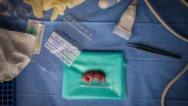 جنين وحيد القرن الأبيض 