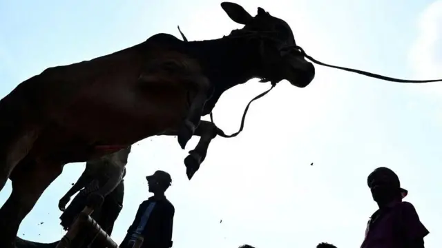 পশু কোরবানি