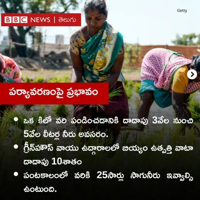 వరి నాట్లు