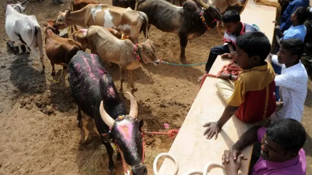 जल्लीकट्टू