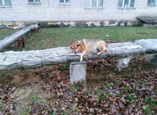 anjing Chernobyl