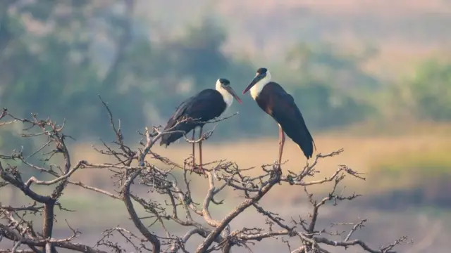 వూలీ నెక్డ్ స్టార్క్