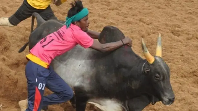 விராலிமலை ஜல்லிக்கட்டு