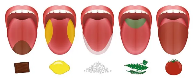 Áreas de cada sabor en la lengua