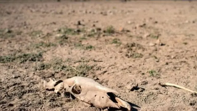 Terreno seco y cráneo de un animal