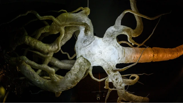 على الرغم من أننا نفهم كيف تمر الإشارات عبر الخلايا العصبية ، إلا أننا ما زلنا لا نملك فكرة واضحة عن كيفية عمل الدماغ البشري