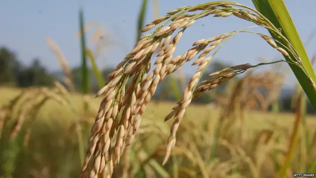 धान की फसल