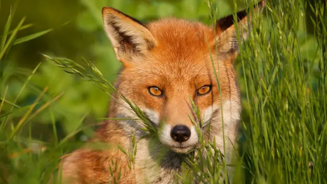 Лиса в траве.