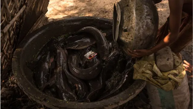 బాసా చేప ఒకరకమైన క్యాట్ ఫిష్ వర్గానికి చెందినది