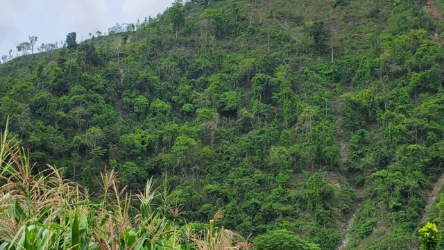 वनजङ्गल