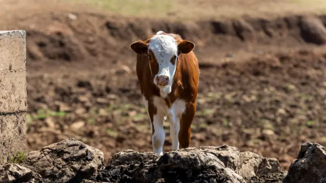 Tele na Suvoj planini