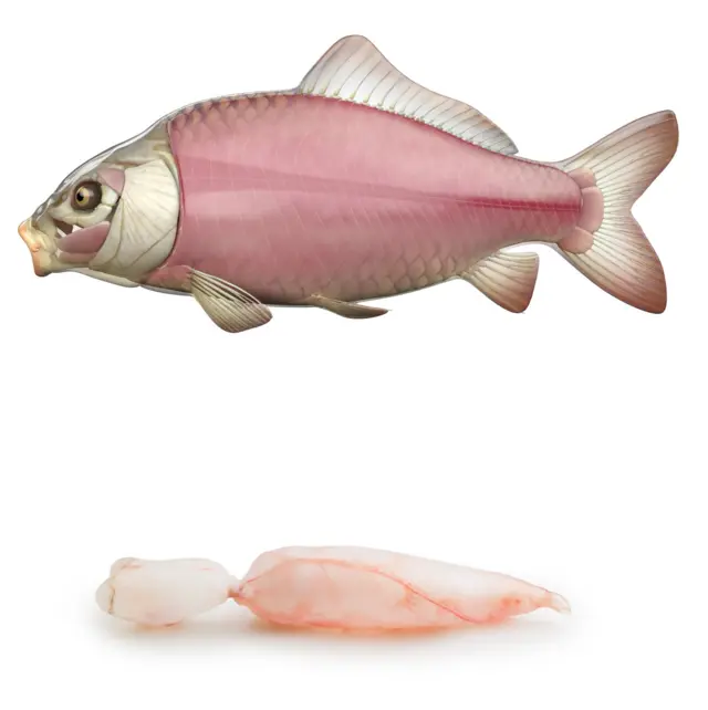 এয়ার ব্লাডারের উপর মাছের দান নির্ভর করে