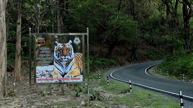 করবেটের কোর এরিয়ার বুক চিরে গেছে এই পিচঢালা রাস্তা