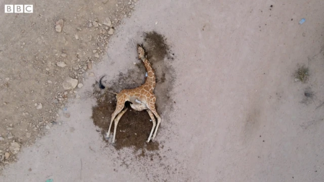پیکر یک زرافه در یک پارک ملی در کنیا که در اثر کمبود آب و غذا جان باخته