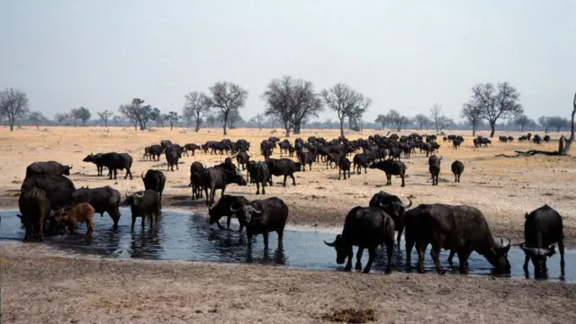 Kawanan hewan sedang minum di kubangan air, Taman Nasional Hwange