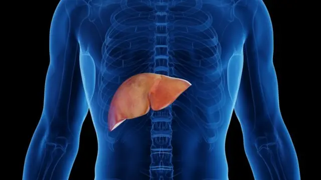 Image de synthèse de foie