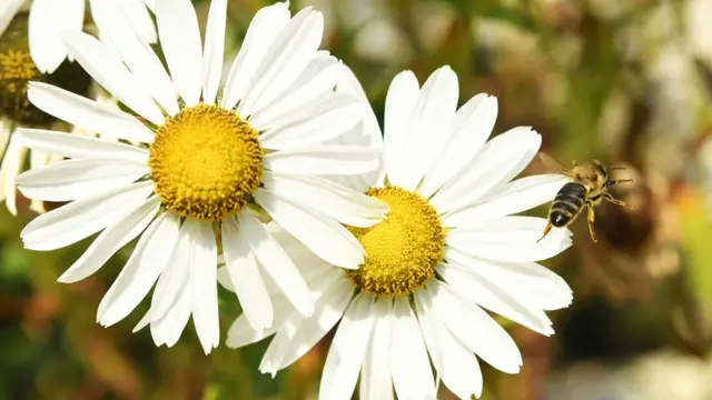 調査の執筆者らは、ネオニコチノイド系農薬を禁止するのが最も有効な解決策だと考えている