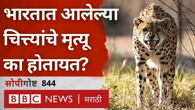 cheetah