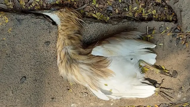 ठाणे बगळे