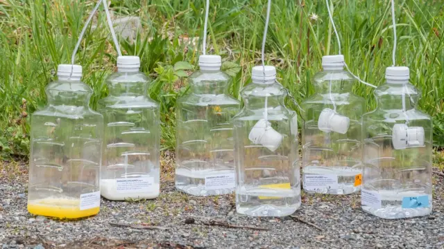 Armadadilhas feiras com garrafas para vespas asiáticas gigantes