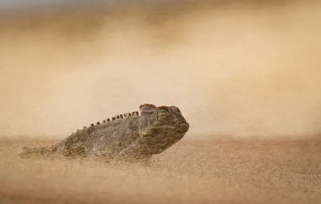 Bir Namaqua bukalemunu, başı ve üst gövdesi dalgalı çöl yüzeyinin üzerinde yükselmiş halde, uçuşan kum bulutunun içinden çıkıyor. Pürüzlü, dokulu derisi ve sırtındaki küçük kabarık pullar açıkça görülebiliyor; savrulan kum ise puslu, tek renkli bir çöl manzarası yaratıyor.
