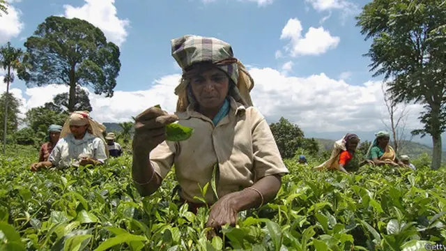 දැනට වතු කම්කරුවෙකුට ලැබෙන දෛනික වැටුප රුපියල් 620 කි.