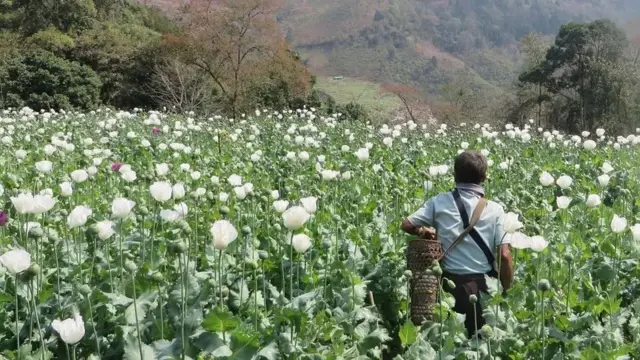 မြန်မာ၊ အာဖဂန်နစ္စတန်၊ ဘိန်း၊ ဘိန်းဖြူ ထုတ်လုပ်မှု