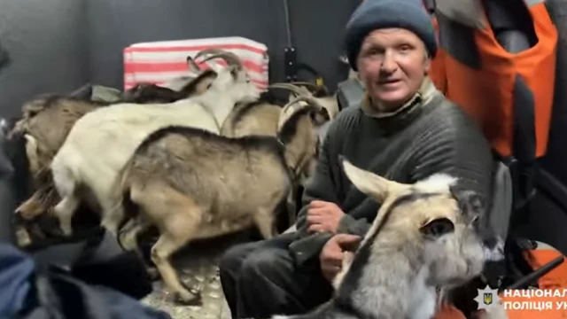 Starszy mężczyzna w granatowej czapce siedzi w otoczeniu stada kóz. 