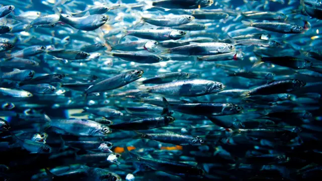 Cardume de sardinhas no mar