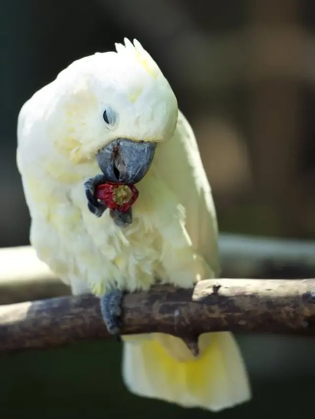 Pássaro comendo pimenta