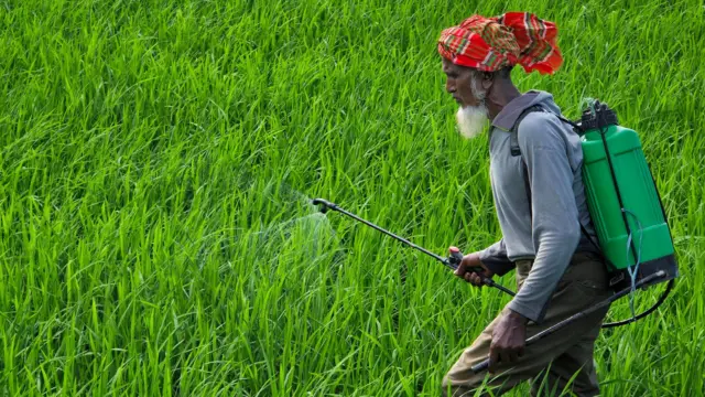 সবুজ ফসলের জমিতে সার ছিটাচ্ছেন একজন কৃষক, তার মুখে সাদা দাঁড়ি এবং মাথায় লাল ও সবুজ ডোরাকাটা গামছা