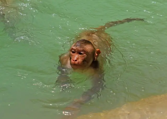 Un singe dans l'eau