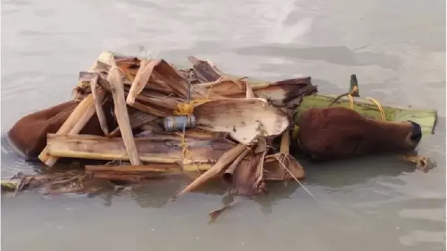 গরু পাচারের উদ্দেশ্যে নিত্যনতুন পদ্ধতি বার করে পাচারকারীরা