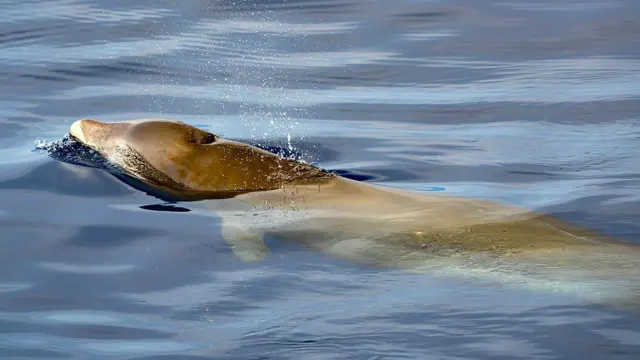 수면으로 나와 있는 부리고래