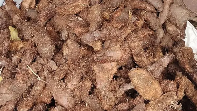 பாறை இடுக்கில் வளரும் ஒட்டு இனத்தைச் சேர்ந்த ஆட்டுக்கால் கிழங்கு