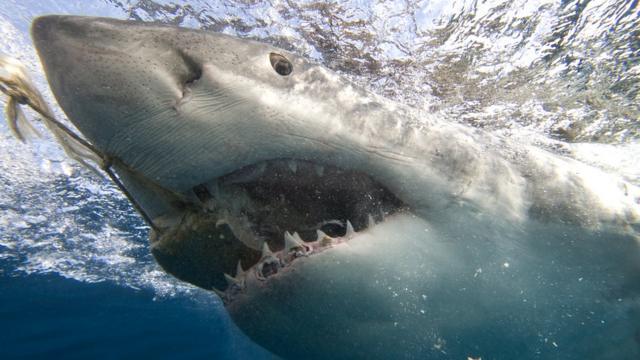 Анализ следов укусов акул помогает выявить те виды хищников, которые совершают нападения на людей, и разобраться в причинах этого