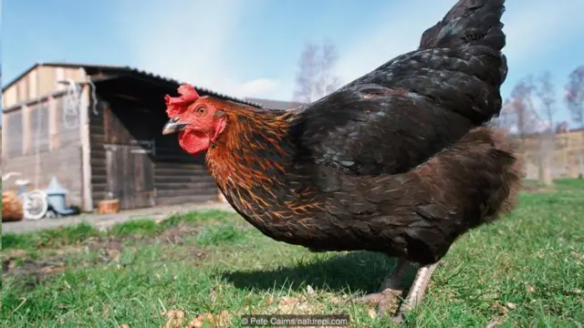 Chicken